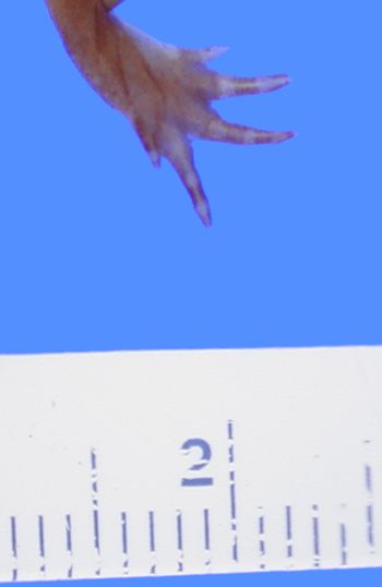 Media type: image; Herpetology A-5122